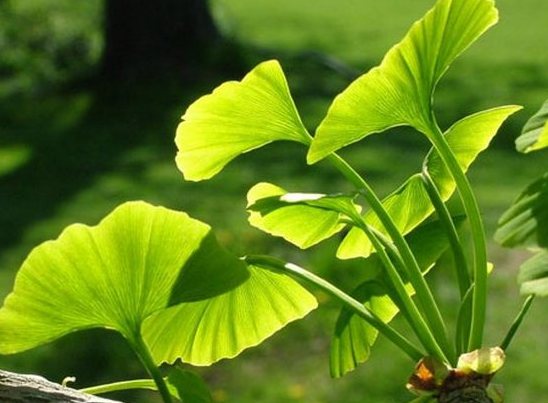 gingko vid1