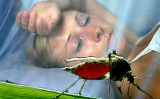 Пермячка во время отдыха на Гоа заразилась малярией