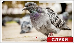Почему в Перми умирают птицы?